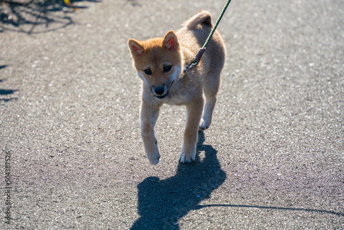 柴犬(豆柴)　初めての散歩 © 早川 義昭