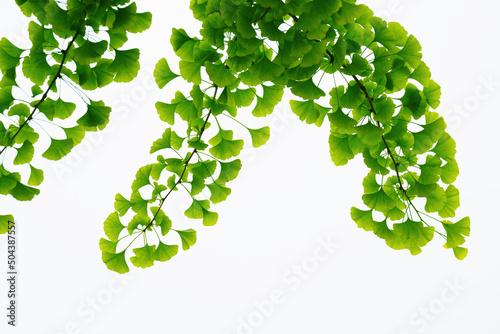 Green ginkgo tree leaf background