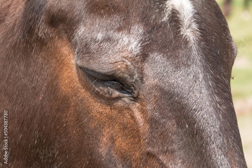 Close-up of a horse s head 