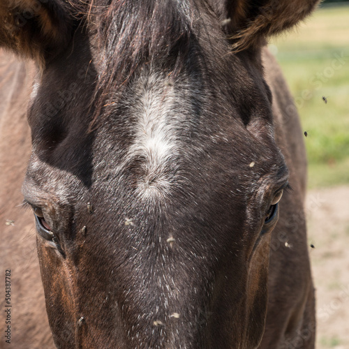 Close-up of a horse s head 