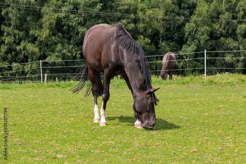 A grazing brown horse on fresh green meadow 