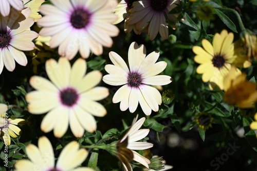 Dimorphotheca is a genus of plants in the family Asteraceae, native to Africa and Australia. is one of eight genera of the Calenduleae, with a centre of diversity in Southern Africa. Some species can  photo