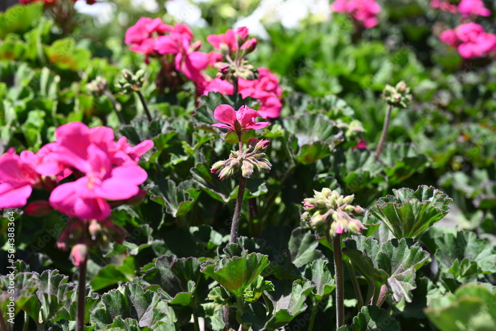 Obraz premium Bright Pink Geranium Flowers and Fresh Buds Blooming Above Dense Green Leaves
