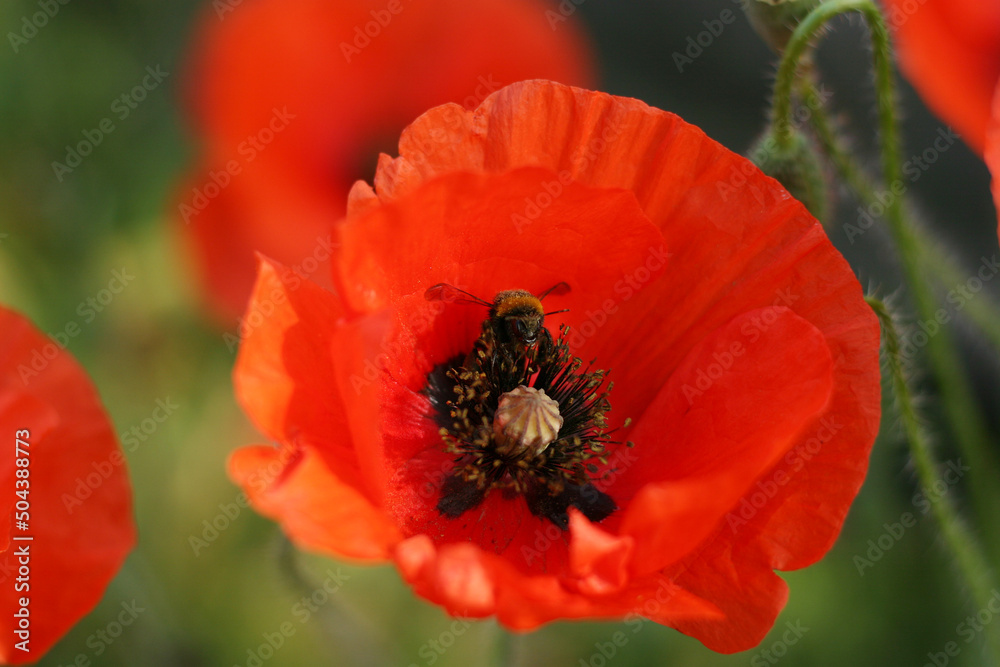 Poppy Flower and Bumblebee. Close-Up. Low Angle View