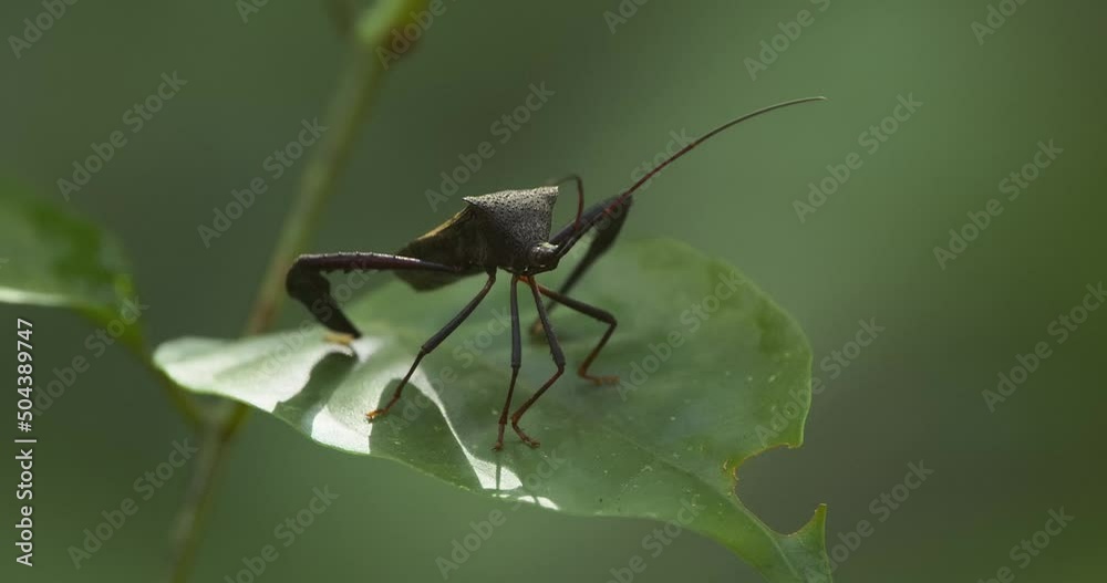 Black Shield Bug sits motionless on leaf in Tambopata National Reserve, Peru. Black Shield Bug sits motionless on leaf in Tambopata National Reserve, Peru.