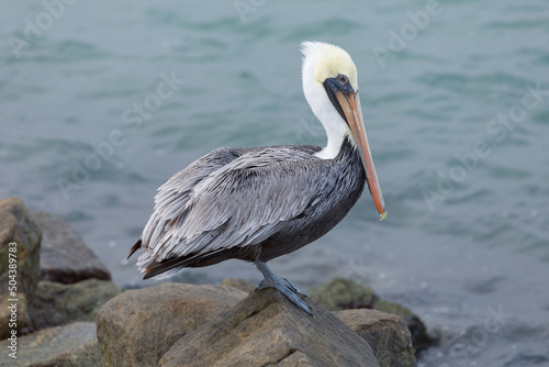 an american pelican waiting on a rock at seashore