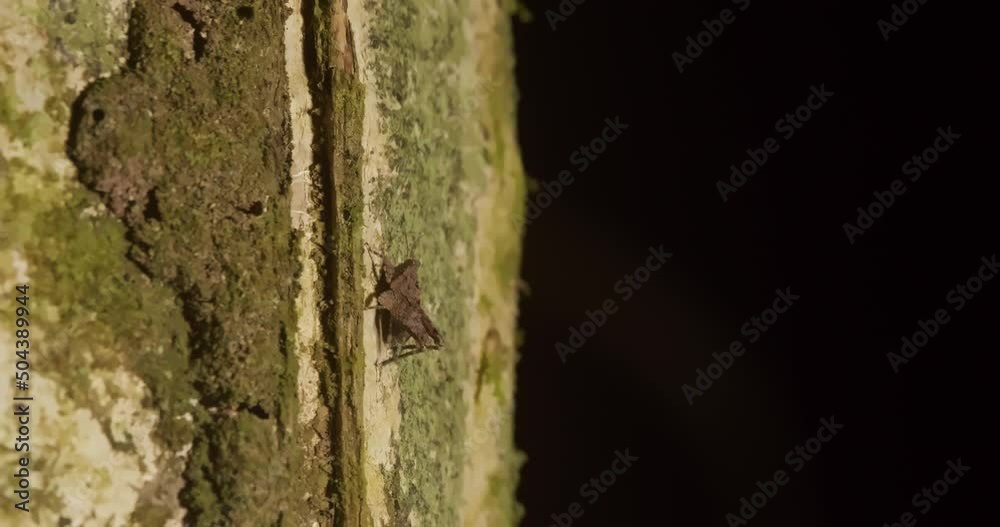 Small Cryptic Cricket crawls up tree trunk in Tambopata National Reserve, Peru. Small Cryptic Cricket crawls up tree trunk in Tambopata National Reserve, Peru.