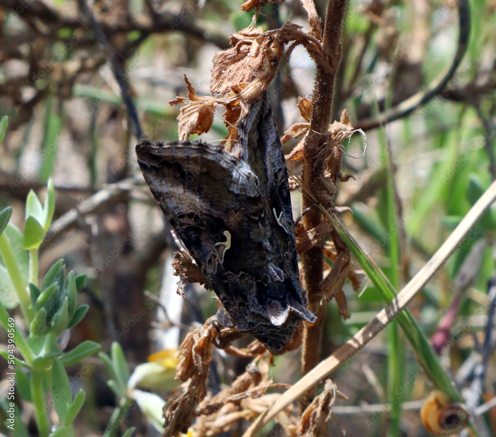 Moth on plant. Autographa gamma.Lepidoptera. Spring in Spain. Insects. Butterfly. Noctuidea. Butterfly sits on a plant branch Moth on plant. Autographa gamma.Lepidoptera. Spring in Spain. Insects. Butterfly. Noctuidea. Butterfly sits on a plant branch