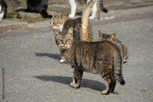 写真集団：ボス猫
