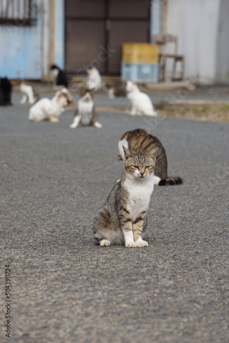 写真素材：猫の集会