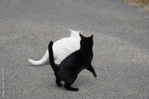 写真素材：白と黒の戯れ