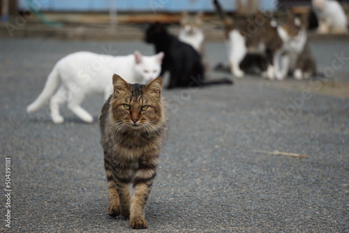 写真素材：ミックス猫