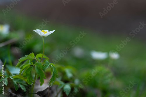 Wiosenna roślina trująca, zawilec gajowy (Anemone nemorosa L.), białe kwiaty z żółtym środkiem.  photo