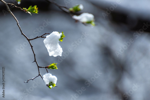 Gałązka z młodymi zielonymi liśćmi pokryta topniejącym śniegiem, bokeh.