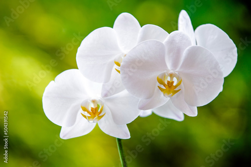 White Orchid branch on green natural background 