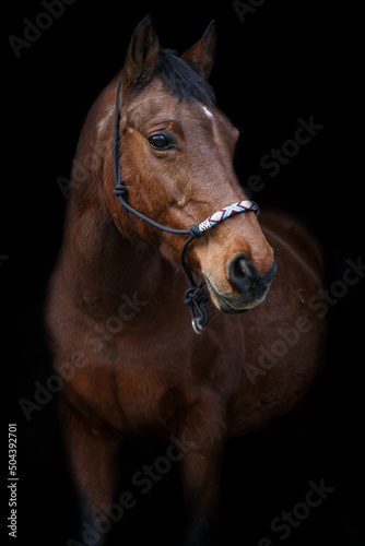 brown horse in the entrance of a stable with black background