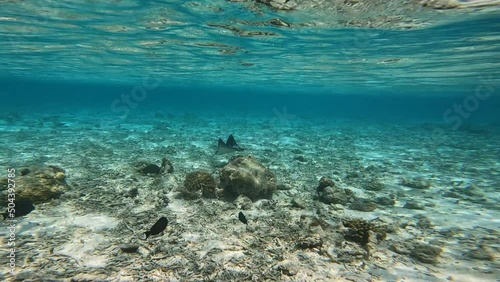 Eagle Ray Swims in Shallow Water in Maldives. Tropical Underwater Shot of  Cartilaginous Fish at Seabed. photo