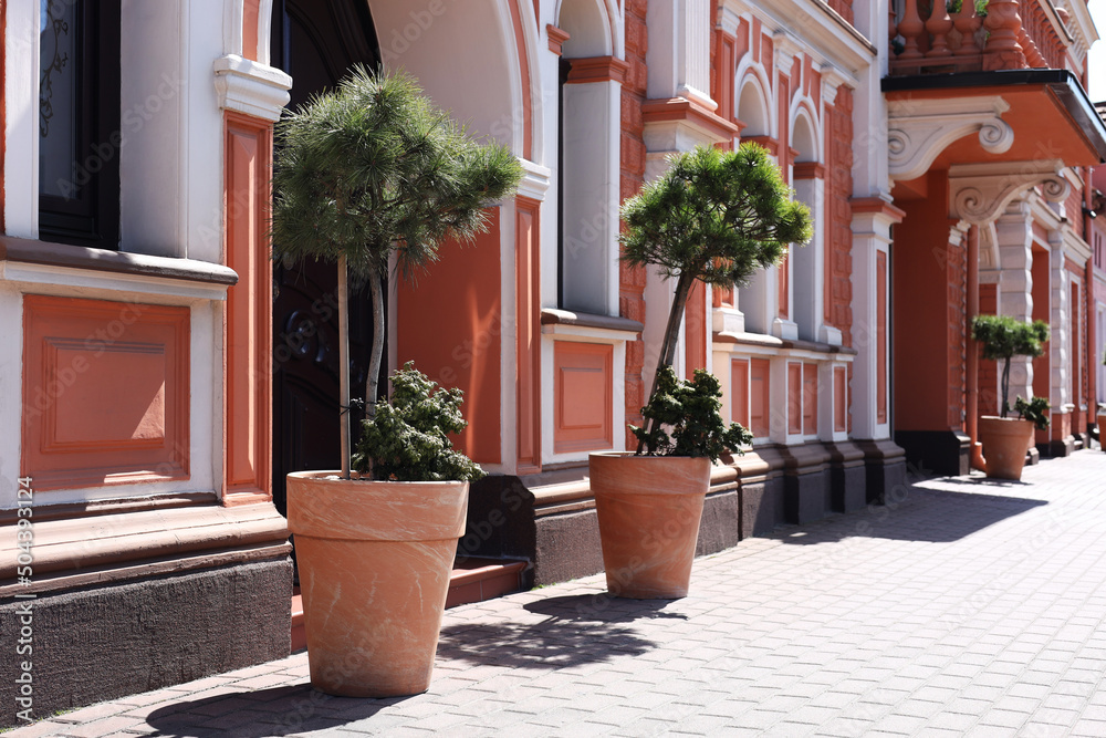 Beautiful potted plants near building on sunny day