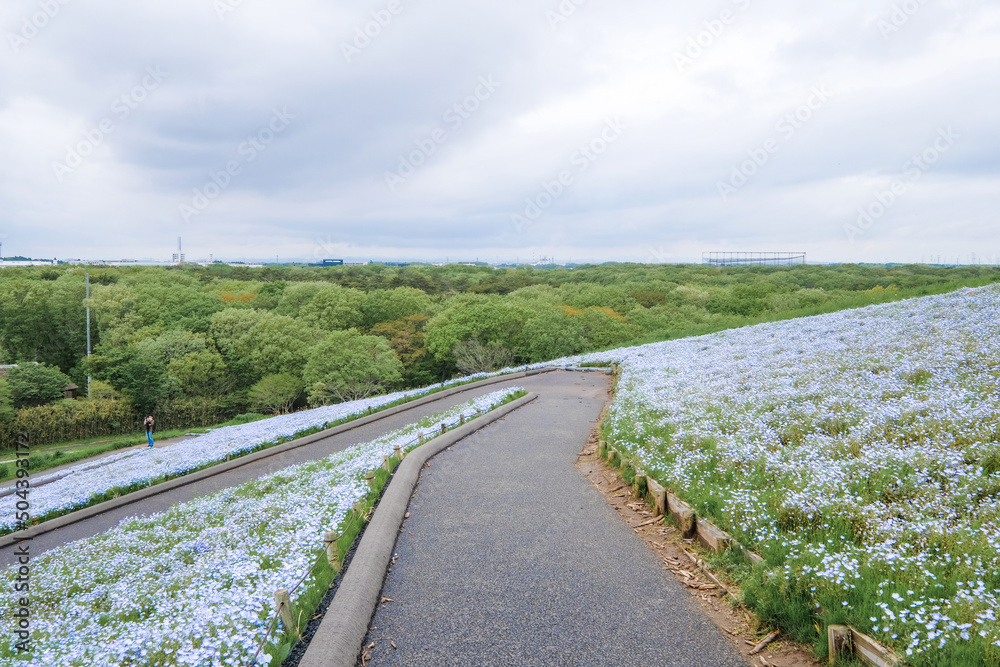 Fototapeta premium 茨城県ひたちなか市のネモフィラ畑