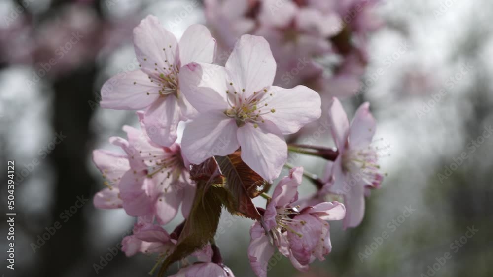 Pink young open blooming Cherry tree. Close up of Cherry blossoms twigs with buds in the spring season. Beautiful pink flowers of Sakura tree at breeze with moving branches. Pink young open blooming Cherry tree. Close up of Cherry blossoms twigs with buds in the spring season. Beautiful pink flowers of Sakura tree at breeze with moving branches.