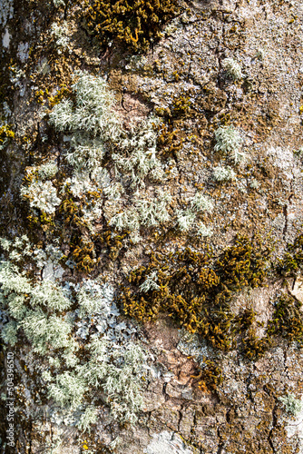 Lichens and mosses on a tree trunk at Lowther, Cumbria, England UK photo