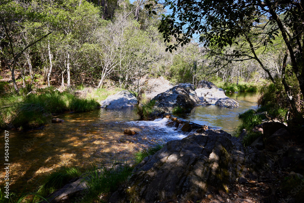 Fototapeta premium River with waterfall in a lush forest. Winter and humidity give a very intense green color.