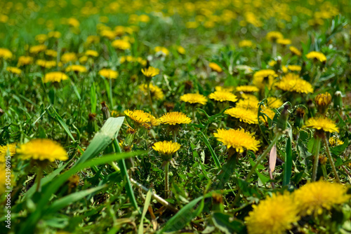Close-up of yellow dandelions in the middle of bright and juicy green grass © Maksim