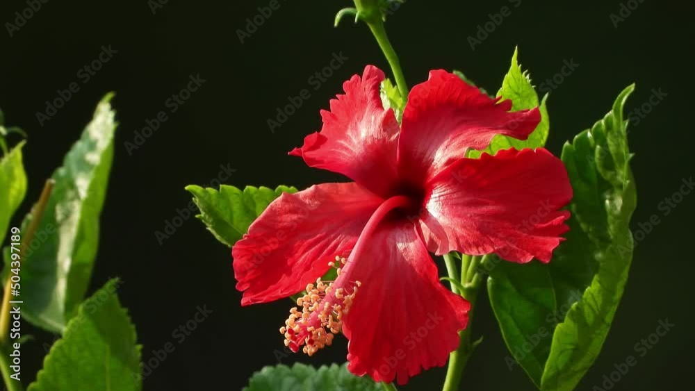 Beautiful Shoeblackplant flower . .. Beautiful Shoeblackplant flower . ..