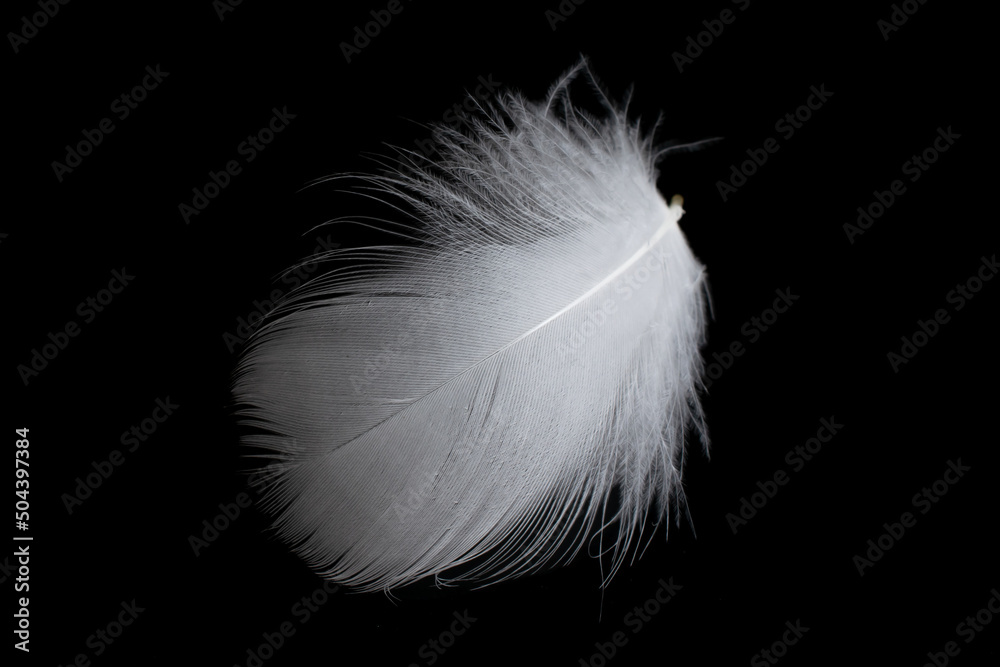 white feather of a goose on a black background