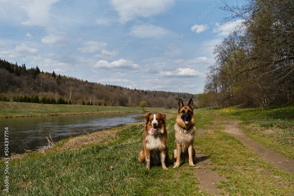 Moscow region, the Moskva River in countryside on warm summer sunny day. German and Australian Shepherds sitting in grass against river and smiling. Two purebred obedient dogs are waiting together.
