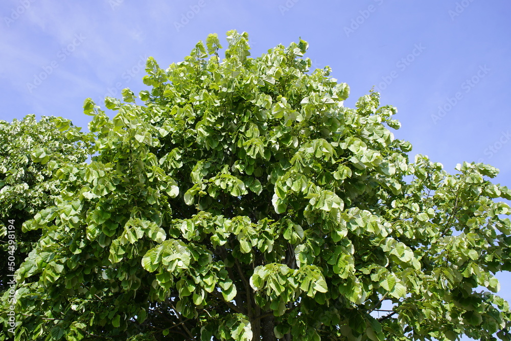 Tilia tomentosa, known as silver linden in the US and silver lime in the UK, is a species of flowering plant in the family Malvaceae. Uetrecht, Netherlands. Tilia tomentosa, known as silver linden in the US and silver lime in the UK, is a species of flowering plant in the family Malvaceae. Uetrecht, Netherlands.
