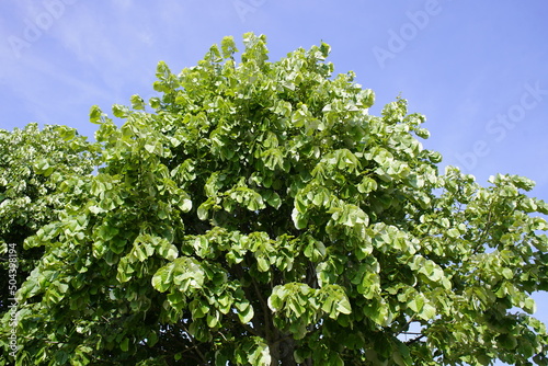 Tilia tomentosa, known as silver linden in the US and silver lime in the UK, is a species of flowering plant in the family Malvaceae. Uetrecht, Netherlands.