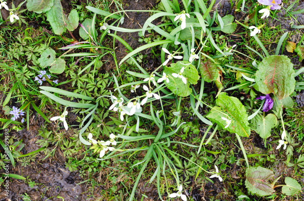 A bush of the first flowers of snowdrops in a meadow among streams in a meadow under a mountain. The concept of primroses in the natural environment. Horizontal orientation. A bush of the first flowers of snowdrops in a meadow among streams in a meadow under a mountain. The concept of primroses in the natural environment. Horizontal orientation.