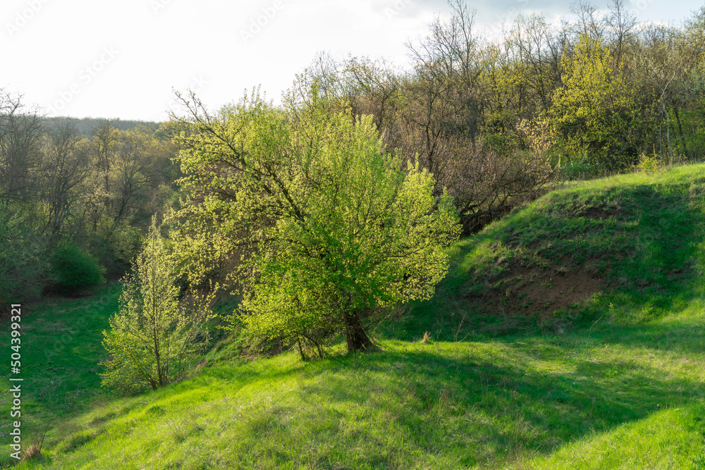 Beautiful landscape in spring time with green and wave hills. Grass field with trees and and warm sun shine. Amazing view panoramic. Beauty in nature. Beautiful landscape in spring time with green and wave hills. Grass field with trees and and warm sun shine. Amazing view panoramic. Beauty in nature.