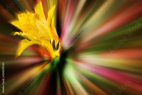 rays foliage
