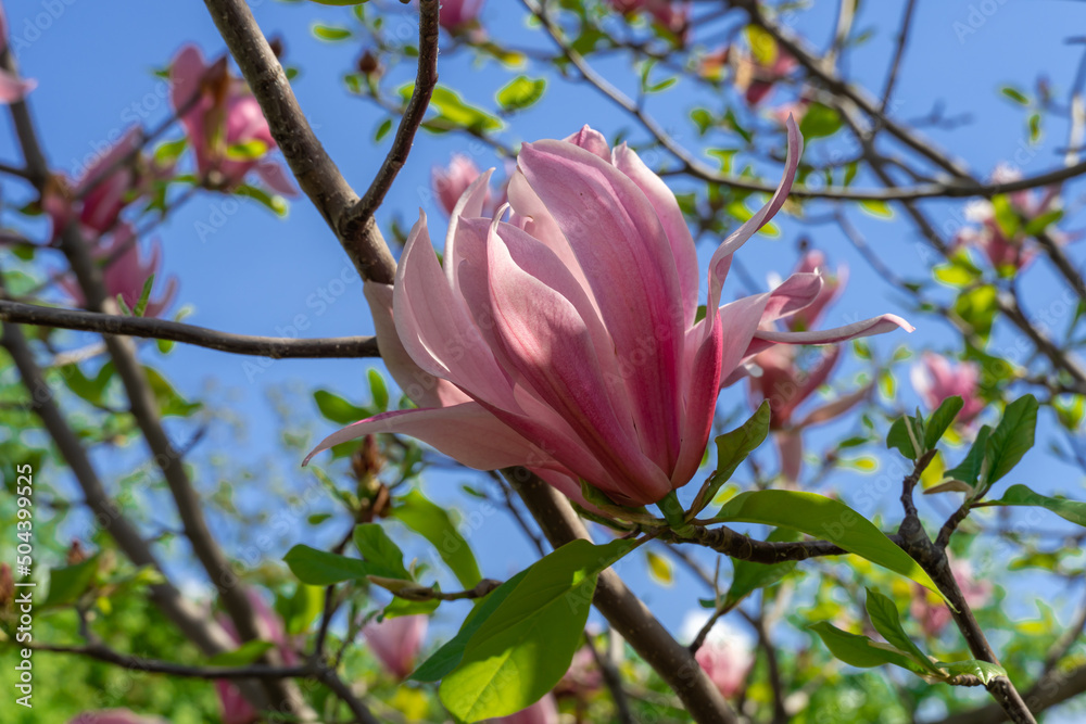 Fototapeta premium Close-up magnolia flowers. Tree blossoms in spring time dark pink buds. Tender petals in sunlight against the blue sky. Beauty in nature.