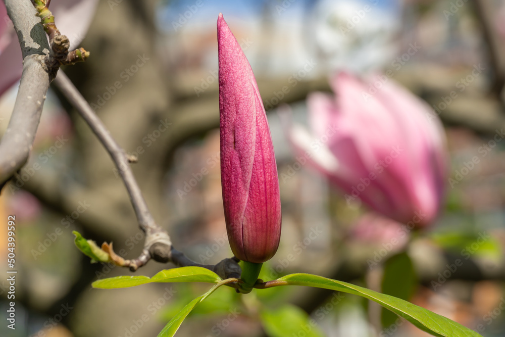 Close-up magnolia flowers. Tree blossoms in spring time dark pink buds. Tender petals in sunlight in the park. Beauty in nature. Close-up magnolia flowers. Tree blossoms in spring time dark pink buds. Tender petals in sunlight in the park. Beauty in nature.
