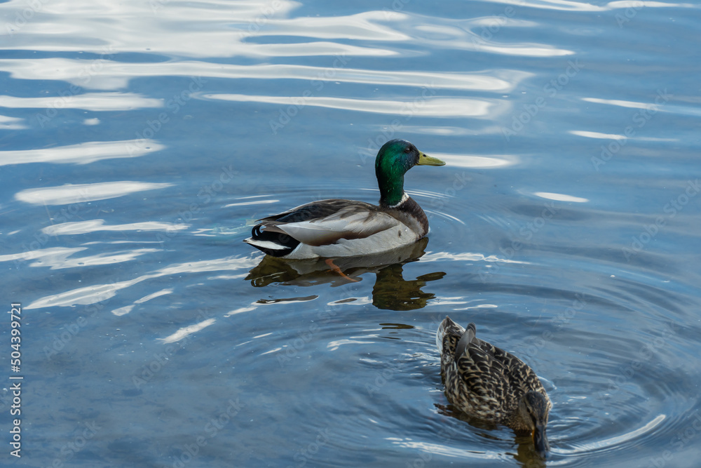 Wild mallard duck swims in the river. Bright beautiful male and female in the spring in the pairing season. Birdlife in wild nature. Wild mallard duck swims in the river. Bright beautiful male and female in the spring in the pairing season. Birdlife in wild nature.