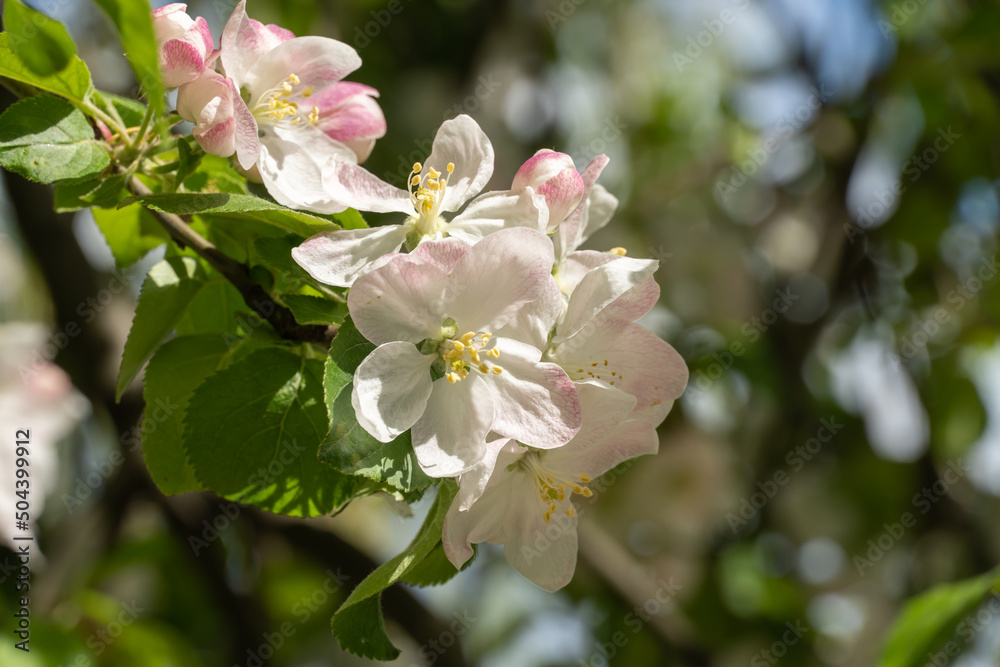 Apple blossoms during spring season in the garden. Beautiful branches of white pink flowers and young green leaves on fruit tree in sunny day. Flora pattern nature texture background. Apple blossoms during spring season in the garden. Beautiful branches of white pink flowers and young green leaves on fruit tree in sunny day. Flora pattern nature texture background.