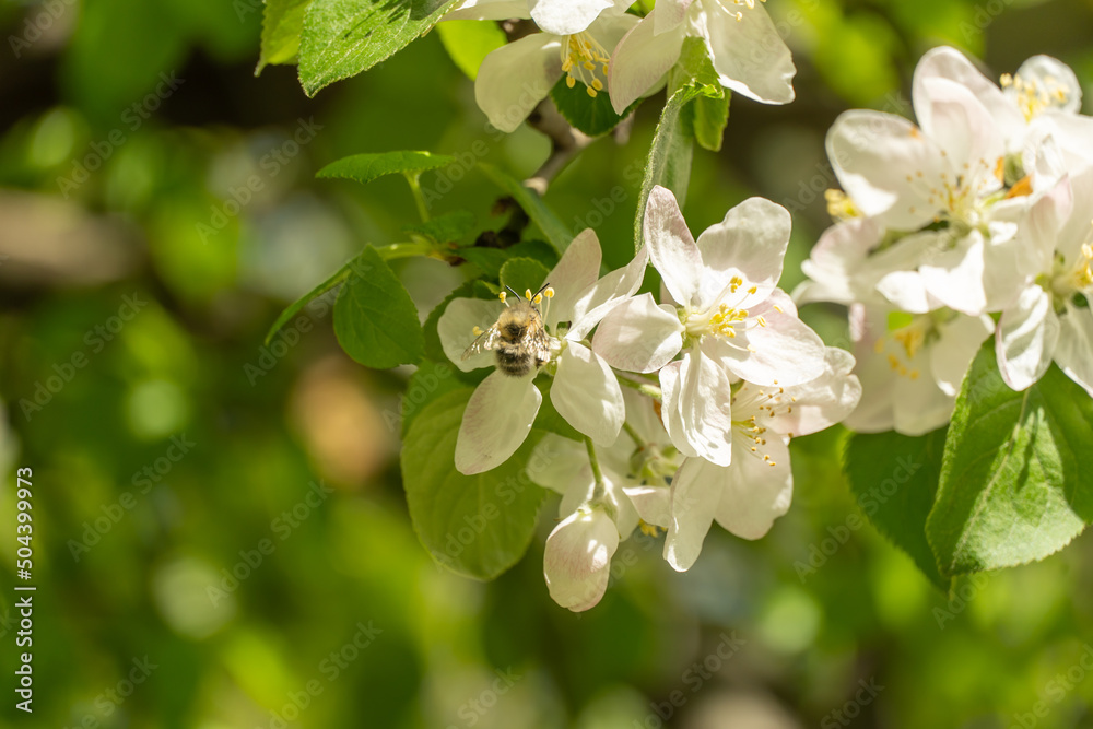 Fototapeta premium Honey bee on apple blossoms in spring season in the garden. Insect collect nectar and spread pollen. Apiculture. Branches of white pink flowers and young green leaves on fruit tree in sunny day.