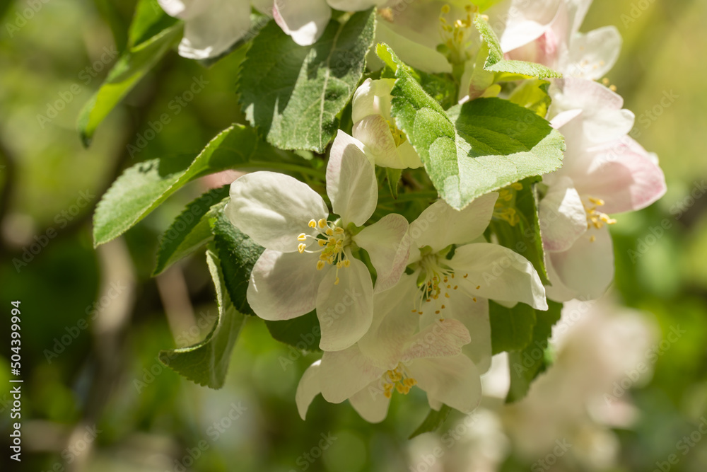 Fototapeta premium Apple blossoms during spring season in the garden. Beautiful branches of white pink flowers and young green leaves on fruit tree in sunny day. Flora pattern nature texture background.