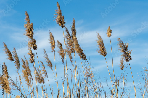 Close-up dry reeds sway on the river bank against the blue sky. Inflorescences and stalks cane blowing in the wind. View on brown bulrush in the swamp. Nature outdoors plants growing.