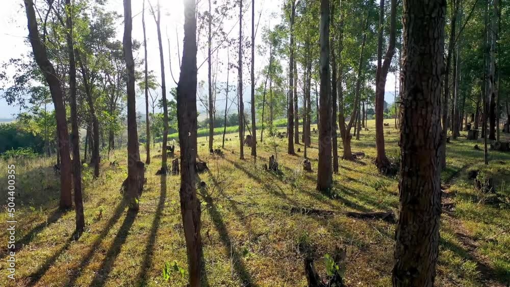 Rural Landscape Sunrise Rural Landscape At Extrema Minas Gerais Brazil. Southeast Cultivation Sunrise. Bosk Cinematic Eucalyptus Forest Landscape Countryside Sky. Rural Landscape Sunrise Rural Landscape At Extrema Minas Gerais Brazil. Southeast Cultivation Sunrise. Bosk Cinematic Eucalyptus Forest Landscape Countryside Sky.