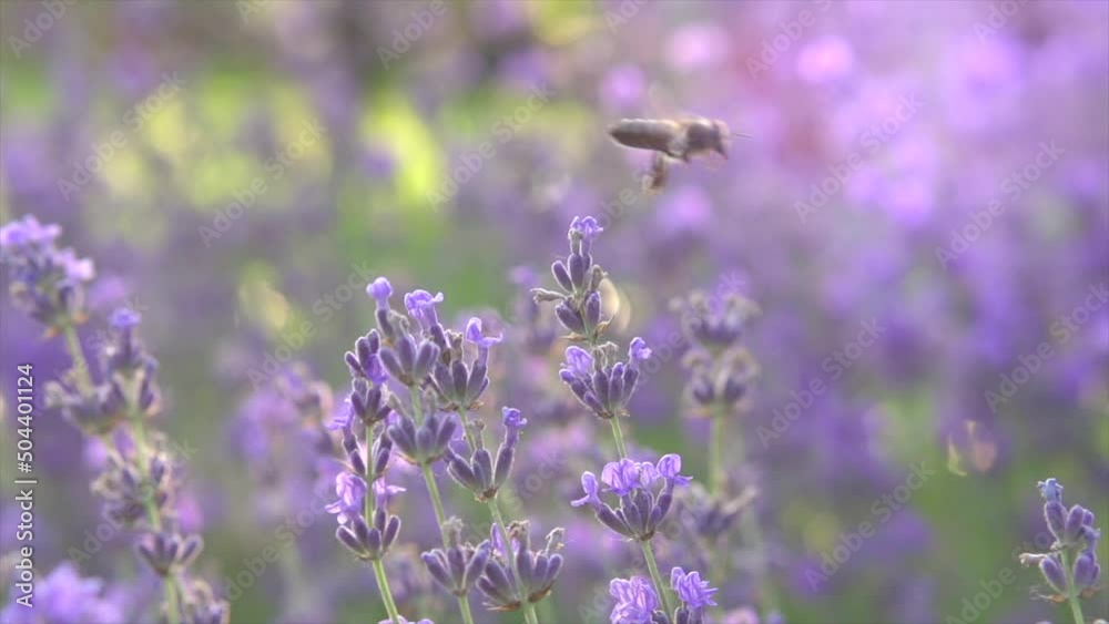 Honey Bee flying on Lavender flower. Honeybee working on Growing Lavender Flowers field closeup. Macro. Slow motion 240 fps. Blooming Violet fragrant lavender flowers on a field, close up Honey Bee flying on Lavender flower. Honeybee working on Growing Lavender Flowers field closeup. Macro. Slow motion 240 fps. Blooming Violet fragrant lavender flowers on a field, close up