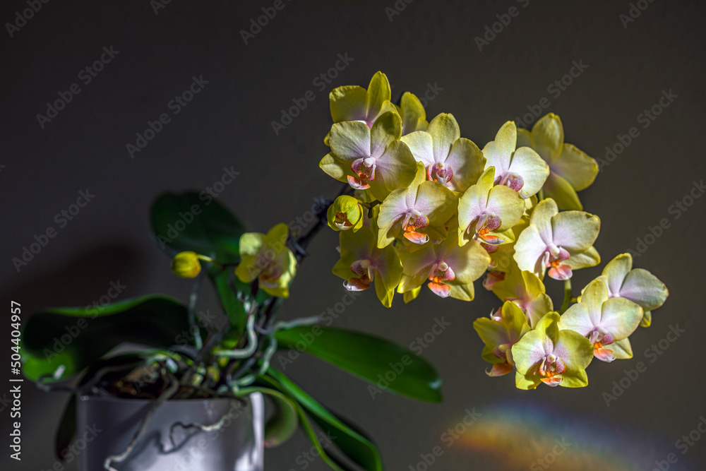 Obraz premium orchid on black