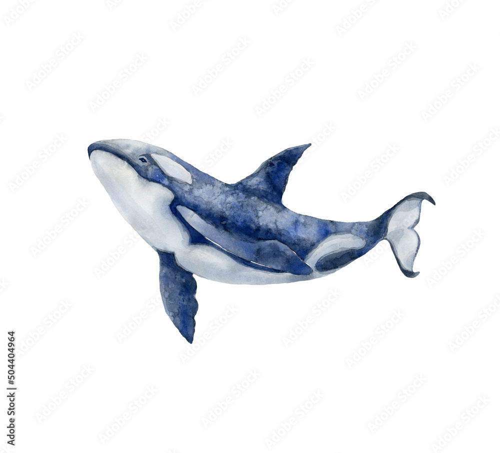 Fototapeta premium Watercolor Killer Whale. Underwater world.