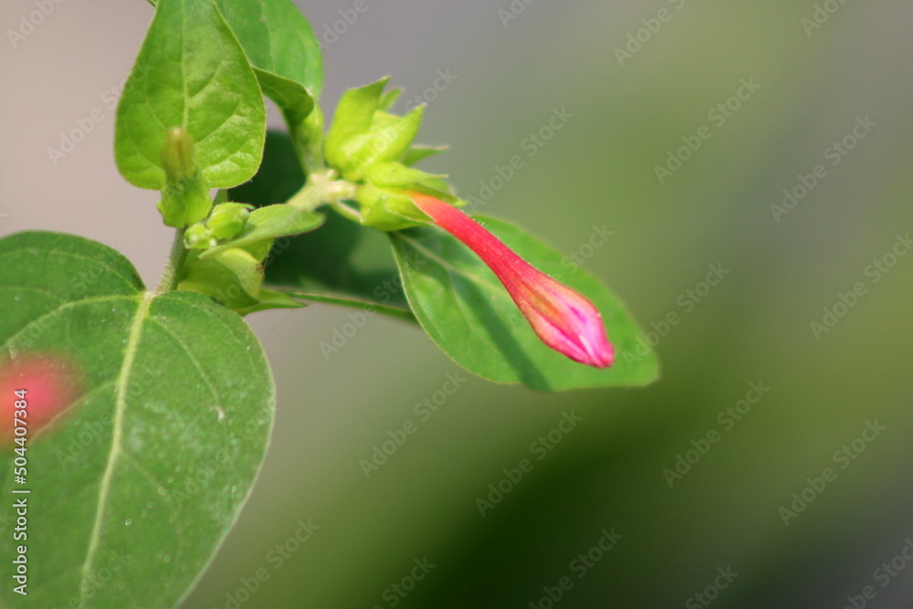 Bud of the beautiful purple catharanthus roseus in the garden.High quality photo and exclusive, isolated. Bud of the beautiful purple catharanthus roseus in the garden.High quality photo and exclusive, isolated.