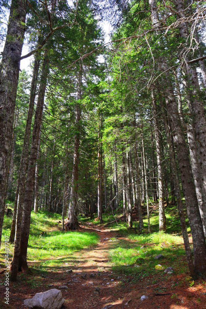 Spruce forest in Durmitor National Park in Montenegro	
