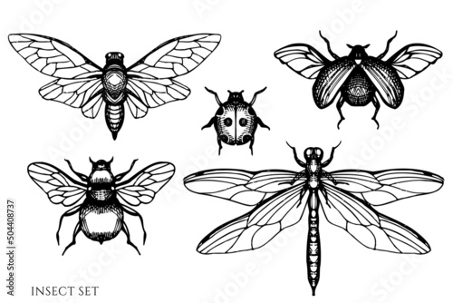 Tea herbs vintage vector illustrations collection. Black and white insect. © Sad