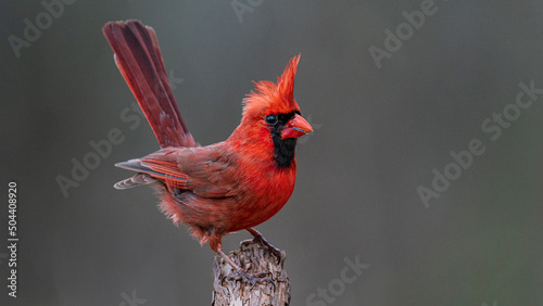 Stampa su tela Male Northern Cardinal